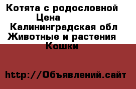 Котята с родословной › Цена ­ 7 000 - Калининградская обл. Животные и растения » Кошки   